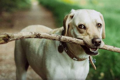 Storie Di Animali Domestici